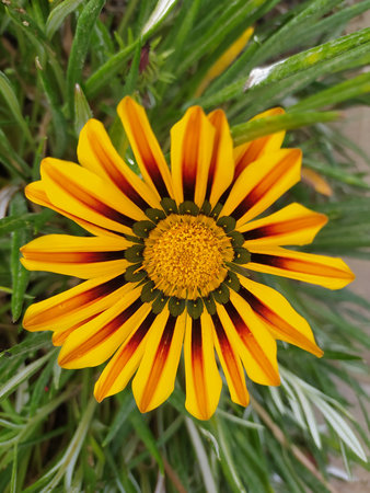 Gazania linearis is a species of flowering plant in the family Asteraceaeの写真素材