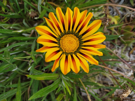 Gazania linearis is a species of flowering plant in the family Asteraceaeの写真素材