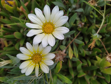 Gazania linearis is a species of flowering plant in the family Asteraceaeの写真素材