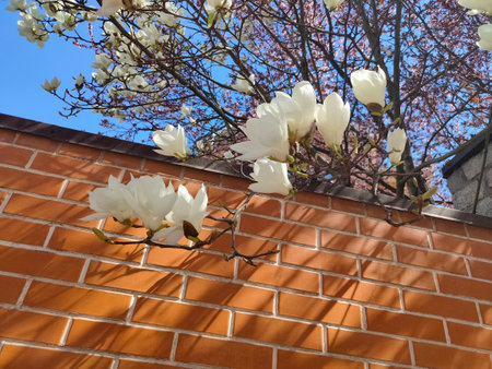 white southern magnolia flower is surrounded by glossy green leaves of a tree, Madridの写真素材