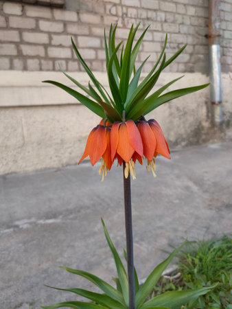 Flowering fritillary Rubra Maxima - crown imperial Rubra Maxima or Fritillaria imperialis Rubra Maximaの写真素材