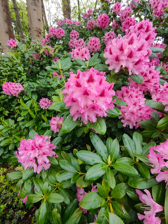 Red and white variegated broadleaf Rhododendron in flower on greenの写真素材