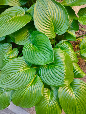 Fragrant plantain lily or August lily green leaf. Close up of leaf detail. Hosta plantaginea.の写真素材
