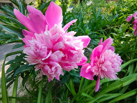 Pink peony flower at gardenの写真素材