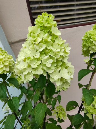 Soft pastel hydrangea petals with delicate white and yellow hues at garden.の写真素材