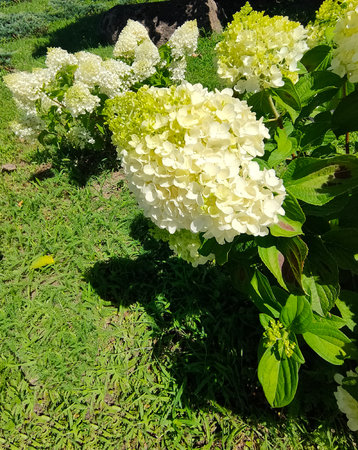 Soft pastel hydrangea petals with delicate white and yellow hues at garden.