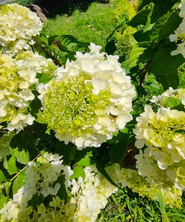 Soft pastel hydrangea petals with delicate white and yellow hues at garden.の写真素材