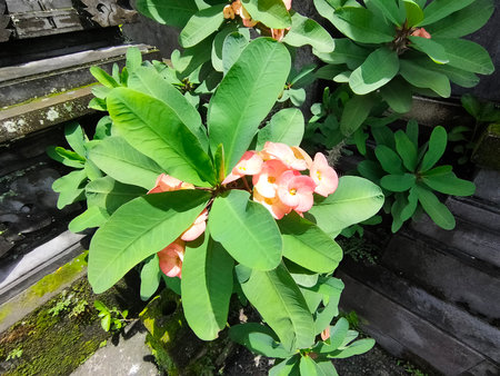 Close up of beautiful Euphorbia milii, the crown of thorns, called Corona de Cristo. Crown of thorn flower. Pink Euphorbia milii flower in the garden. for wallpapers magazine designの写真素材