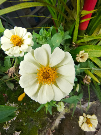 White zinnia or known by its scientific name Zinnia acerosa is a plant with flowers that when they bloom are white and yellow in the middle, usually used as an ornamental plant.の写真素材