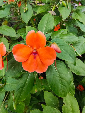 beacon orange impatiens. Impatiens walleriana at gardenの写真素材