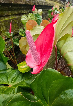 Tropical red flowers, Anthurium at gardenの写真素材