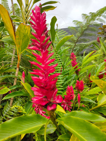 Heliconia Scientific name: Heliconia spp. Is a tropical plant. Commonly used as cut flowers, potted plants, and place decorations Both at home and abroad.の写真素材