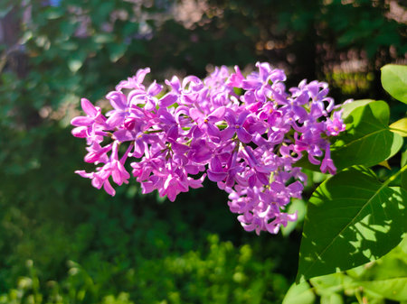 Purple Lilac flowers. Branch with blooming lilac. Delicate and fragrant Lilac flowers.の写真素材