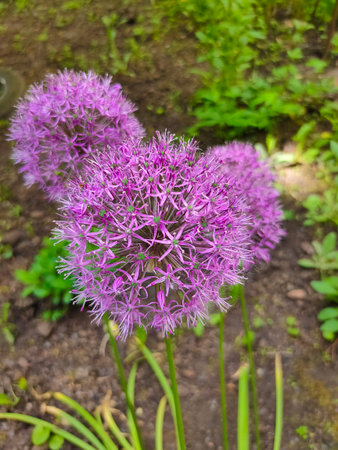 Purple Allium Giganteum, or giant onion or ornamental onion, in flowers