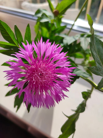 Centaurea dealbata the Persian or whitewash cornflower. Close-up beautiful purple flower in spring garden on blurry green background. Selective focus with place for text. Nature concept for designの写真素材
