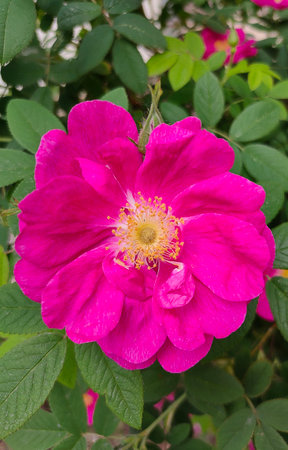 Branch with pink flowers of hip rose, Rosa rubiginosa, a wild rose native to Europe and West Asiaの写真素材