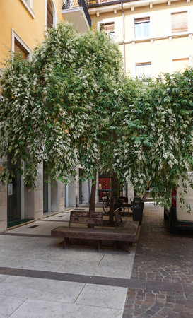Tranquil hidden courtyard in the heart of Verona, Italy, shaded by lush flowering trees with cascading white blossoms. Rustic wooden benchesの写真素材