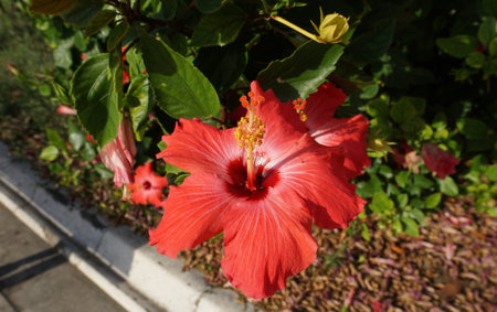 Hibiscus rosa-sinensis, known colloquially as Chinese hibiscus, China rose, Hawaiian hibiscus, rose mallow and shoeblack plant, is a species of tropical hibiscusの写真素材