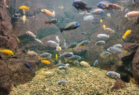 Goldfish in freshwater aquarium with beautiful planted tropicalの写真素材