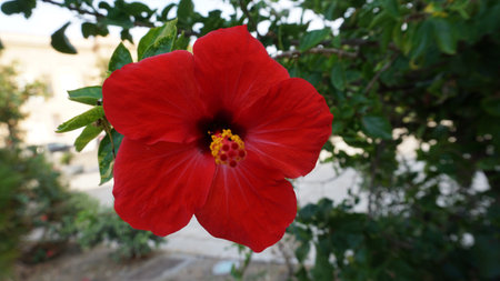 Hibiscus rosa-sinensis, known colloquially as Chinese hibiscus, China rose, Hawaiian hibiscus, rose mallow and shoeblack plant, is a species of tropical hibiscusの写真素材