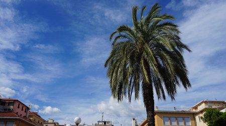 Head of a palm tree with leaves against a blue sky - Phoenix dactyliferaの写真素材