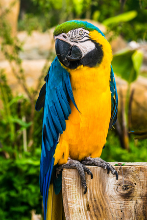close-up portrait of a colorful parrotsの写真素材