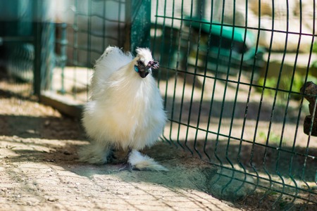 Friendly white hen in a farmyard is a good egg producer as well as keeping worms and bugs under controlの写真素材