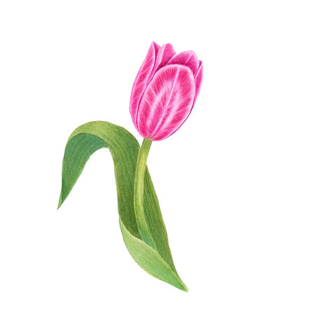 Flowers. Tulips on isolated white background. Watercolor drawing. botanical painting. spring flora. High quality illustration. Beautiful spring flowers blooming.の写真素材