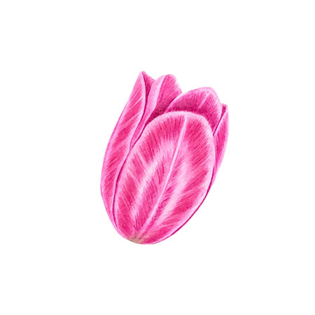 Flowers. Tulips on isolated white background. Watercolor drawing. botanical painting. spring flora. High quality illustration. Beautiful spring flowers blooming.の写真素材