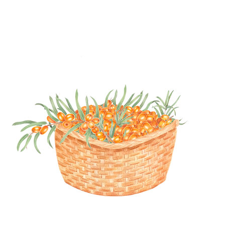 Basket with sea buckthorn berries . Branch with Fresh ripe berries and leaves. Hand drawn watercolor illustration isolated on white background. Autumnの写真素材