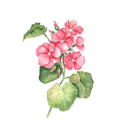 Pink flower of garden plant geranium.Blooming Floral hand drawn watercolor illustration with rad flowers and leaves on a white background. Pelargoniumの写真素材