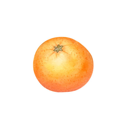 Peeled mandarin watercolor. Set of mandarin fruit design elements. Ripe orange watercolor. Orange fruit vitamin. Food illustration . juice citrus menuの写真素材
