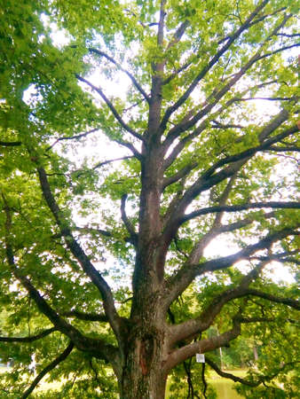 A big and branchy tree