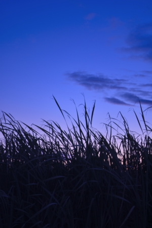 The grass on the night of autumn skyの写真素材