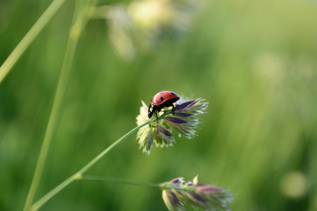 Ladybug evening sun creeps up the stem is green field grassの写真素材