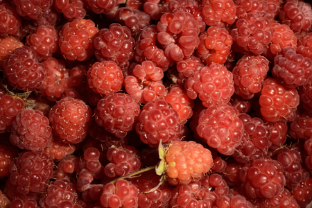 Background of raspberriesの写真素材