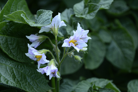 Blooming potatoesの写真素材