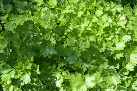 Background of fresh green parsleyの写真素材