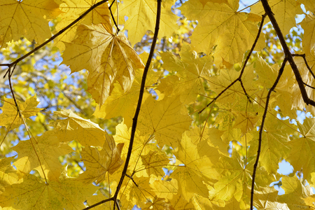 Yellow maple leavesの写真素材