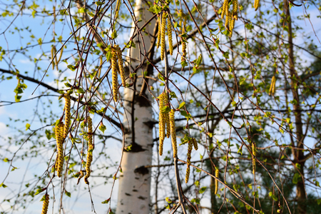 Spring birchの写真素材