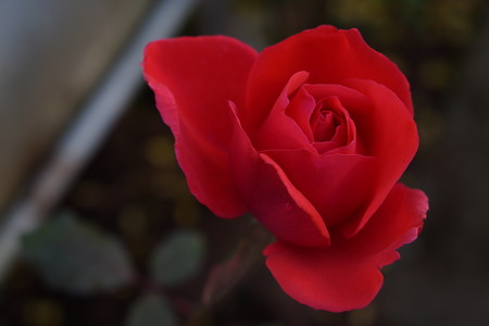 red rose of the gardenの写真素材