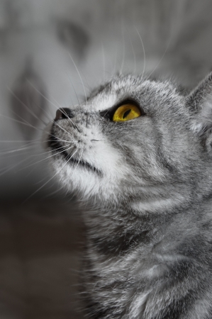 British cat looks up