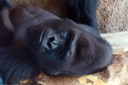 Gorilla       