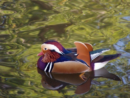 Aix galericulata  Duck floating in a pond        の写真素材