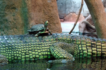 The turtle rides a back of a crocodileの写真素材