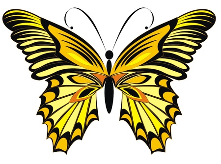Vector butterfly isolated on a white background のイラスト素材