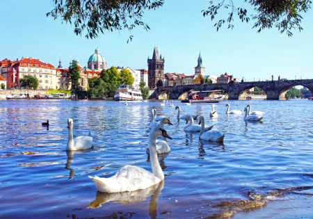 View on Charles bridge and Swans on Vltava river in Prague, Czech Republicの写真素材