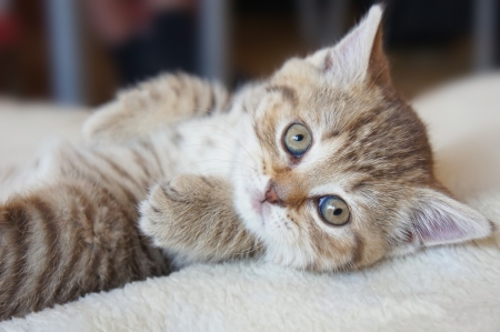 Cute striped scottish kittenの写真素材