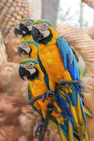 Amazing Blue and Yellow Macaw (Arara parrots)