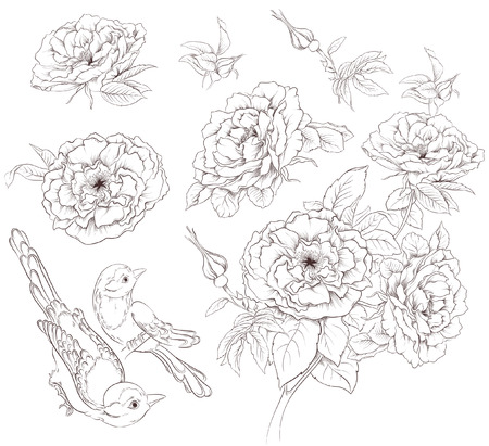 Flower set. Vintage collection of hand drawn roses and birds isolated on white backgroundのイラスト素材